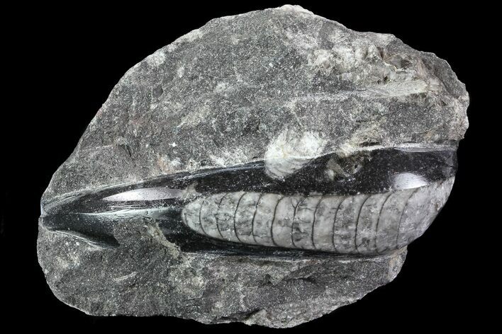 Polished Orthoceras (Cephalopod) Fossils - Morocco #84104